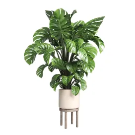 Indoor plant wood vase pot plant monstera